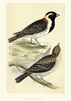 Natural History - Birds - Lapland longspur Natural History - Birds - Lapland longspur