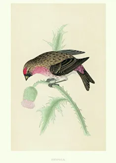 Natural History - Birds - Redpoll Natural History - Birds - Redpoll