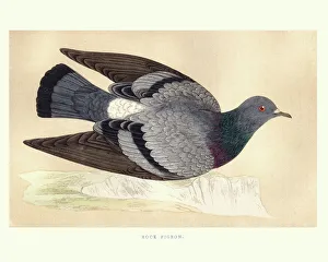 Natural history, Birds, Rock dove (Columba livia) Natural history, Birds, Rock dove (Columba livia)