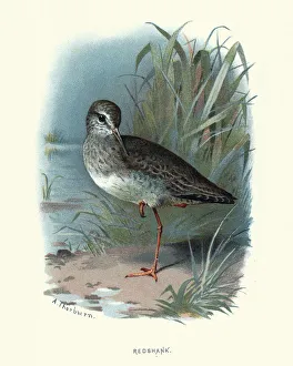 Natural history, birds, Waders, redshank Natural history, birds, Waders, redshank