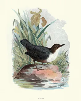 Natural history, Birds, White-throated dipper Natural history, Birds, White-throated dipper