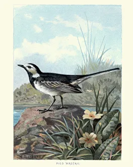 Natural History - Birds - White wagtail Natural History - Birds - White wagtail