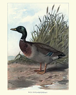 Natural History - Birds - Wild Duck or Mallard Natural History - Birds - Wild Duck or Mallard