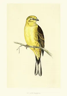 Natural History Birds - Yellowhammer (Emberiza citrinella) Natural History Birds - Yellowhammer (Emberiza citrinella)