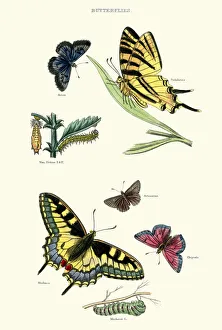 Digital vision vectors/insect lithographs/natural history butterflies Digital vision vectors/insect lithographs/natural history butterflies