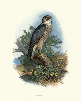 Natural history, merlin (Falco columbarius) Natural history, merlin (Falco columbarius)