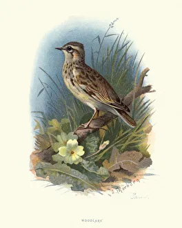 Natural history, woodlark or wood lark (Lullula arborea) Natural history, woodlark or wood lark (Lullula arborea)
