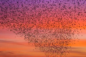 Prints of animal behaviour, cloud, colourful, dramatic, flock, formation, in fli, Starling murmuration Suffolk Prints: Murmuration of Starlings Print, RSPB Minsmere Reserve