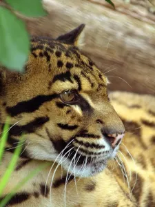 Clouded Leopard Print, 113909879