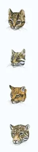 Prints of Sequence of illustrations of Clouded leopard, Ocelot, Tiger and Jaguar heads Ocelot Prints: Clouded Leopard Print: Big Cat Heads Sequence