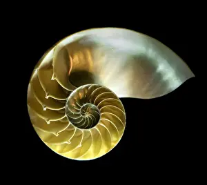 Images Dated 20th February 2017: Golden Nautilus Shell Print