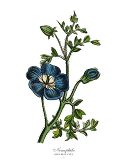 Nemophila or Baby Blue Eyes Plants, Victorian Botanical Illustration Nemophila or Baby Blue Eyes Plants, Victorian Botanical Illustration