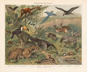 Neotropical realm (wildlife of Central and South America), published 1897 Neotropical realm (wildlife of Central and South America), published 1897