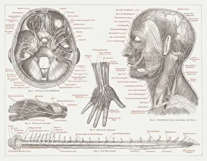 Nervous system of humans, lithograph, published in 1877 Nervous system of humans, lithograph, published in 1877