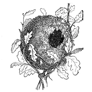 Nest of the Eurasian wren (Troglodytes troglodytes) Nest of the Eurasian wren (Troglodytes troglodytes)