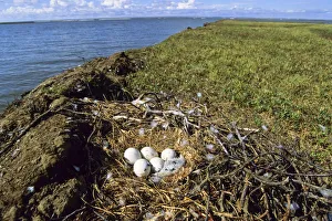 Nest of a Rough-legged Buzzard -Buteo lagopus-, Taymyr Peninsula, Northern Siberia Nest of a Rough-legged Buzzard -Buteo lagopus-, Taymyr Peninsula, Northern Siberia
