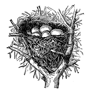 Nest of sedge warbler (Acrocephalus schoenobaenus) Nest of sedge warbler (Acrocephalus schoenobaenus)