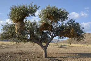 Nests of Sociable Weavers or Social Weavers -Philetairus socius- in a tree Nests of Sociable Weavers or Social Weavers -Philetairus socius- in a tree