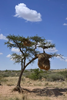 Nests of Sociable Weavers or Social Weavers -Philetairus socius- in a tree Nests of Sociable Weavers or Social Weavers -Philetairus socius- in a tree