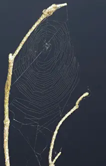 Spider Web Photography Prints: Net of an orb-weaving spider