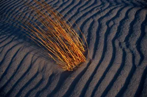 New Mexico. Desert grasses among sand dunes. These grasses can survive with minimum New Mexico. Desert grasses among sand dunes. These grasses can survive with minimum