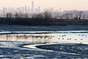 New York skyline with waterfowl in Late winter New York skyline with waterfowl in Late winter