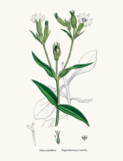 Magical world illustration/botanical illustrations/night flowering catchfly flower Magical world illustration/botanical illustrations/night flowering catchfly flower