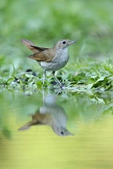 Nightingale -Luscinia megarhynchos- with its reflection in the water, Rhodopes, Bulgaria Nightingale -Luscinia megarhynchos- with its reflection in the water, Rhodopes, Bulgaria