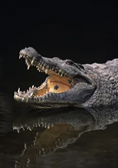 Nile crocodile (Crocodylus niliticus) standing in water with open jaws, Kenya Nile crocodile (Crocodylus niliticus) standing in water with open jaws, Kenya