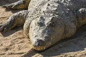 Otjiwarongo Collection: Nile Crocodile -Crocodylus niloticus-, crocodile farm, Otjiwarongo, Namibia