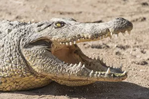 Otjiwarongo Collection: Nile Crocodile -Crocodylus niloticus-, Otjiwarongo Crocodile Ranch, Otjiwarongo, Namibia