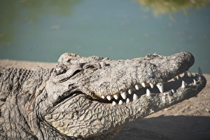 Nile Crocodile -Crocodylus niloticus-, Otjiwarongo Crocodile Ranch, Otjiwarongo, Namibia Nile Crocodile -Crocodylus niloticus-, Otjiwarongo Crocodile Ranch, Otjiwarongo, Namibia