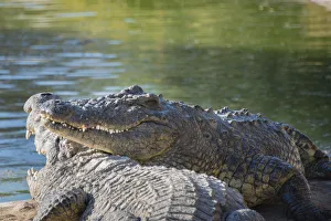 Nile Crocodiles -Crocodylus niloticus-, crocodile farm, Otjiwarongo, Namibia Nile Crocodiles -Crocodylus niloticus-, crocodile farm, Otjiwarongo, Namibia