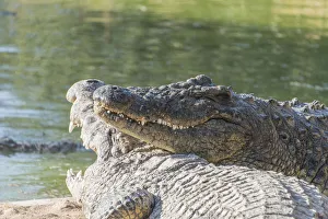 Nile Crocodiles -Crocodylus niloticus-, crocodile ranch, Otjiwarongo, Namibia Nile Crocodiles -Crocodylus niloticus-, crocodile ranch, Otjiwarongo, Namibia