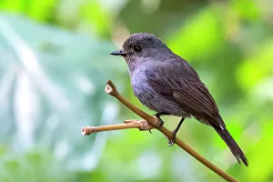 Nilgiri Flycatcher (Eumyias albicaudatus) Nilgiri Flycatcher (Eumyias albicaudatus)