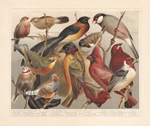 Non-European songbirds, chromolithograph, published in 1897 Non-European songbirds, chromolithograph, published in 1897