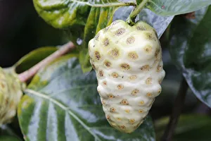 Noni, Indian Mulberry or Great Morinda -Morinda citrifolia-, fruit, Big Island, Hawaii Noni, Indian Mulberry or Great Morinda -Morinda citrifolia-, fruit, Big Island, Hawaii