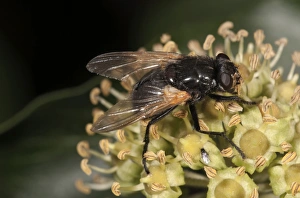 Noon Fly -Mesembrina meridiana- on flowering ivy, Untergroeningen, Baden-Wuerttemberg Noon Fly -Mesembrina meridiana- on flowering ivy, Untergroeningen, Baden-Wuerttemberg