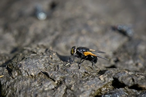 Noon fly -Mesembrina meridiana- perched on cow pat, Grawa Alm alp, Stubaital valley Noon fly -Mesembrina meridiana- perched on cow pat, Grawa Alm alp, Stubaital valley