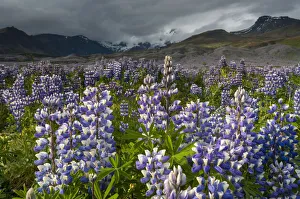 Nootka lupine -Lupinus nootkatensis-, Myrdalsjoekull glacier, South Coast, Iceland, Europe Nootka lupine -Lupinus nootkatensis-, Myrdalsjoekull glacier, South Coast, Iceland, Europe