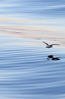 Northern Fulmar -Fulmaris glacialis- in flight, clouds and an evening sky reflected in the sea, Greenland Northern Fulmar -Fulmaris glacialis- in flight, clouds and an evening sky reflected in the sea, Greenland