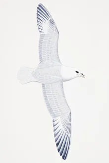 Northern Fulmar (Fulmarus glacialis), adult Northern Fulmar (Fulmarus glacialis), adult
