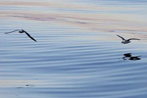 Northern Fulmars -Fulmaris glacialis- in flight, clouds and an evening sky reflected in the sea, Greenland Northern Fulmars -Fulmaris glacialis- in flight, clouds and an evening sky reflected in the sea, Greenland