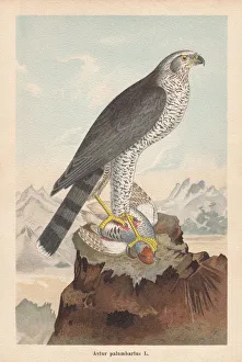 Northern goshawk (Accipiter gentilis, or Astur palumbarius), chromolithograph, published Northern goshawk (Accipiter gentilis, or Astur palumbarius), chromolithograph, published