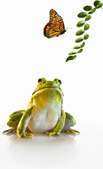 Northern Green Frog and Monarch Butterfly Friends Northern Green Frog and Monarch Butterfly Friends