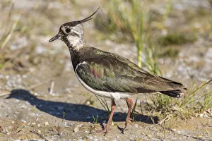 Northern Lapwing -Vanellus vanellus- in breeding plumage, Seewinkel, Burgenland, Austria Northern Lapwing -Vanellus vanellus- in breeding plumage, Seewinkel, Burgenland, Austria