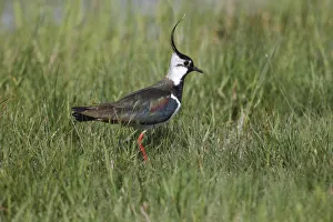 Northern Lapwing -Vanellus vanellus- in a meadow, Burgenland, Austria Northern Lapwing -Vanellus vanellus- in a meadow, Burgenland, Austria
