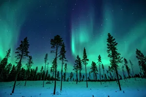 Nature wildlife/northern lights aurora borealis/northern lights trees Nature wildlife/northern lights aurora borealis/northern lights trees