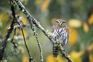 Northern pygmy-owl (Glaucidium gnoma) on tree branch, Washington Northern pygmy-owl (Glaucidium gnoma) on tree branch, Washington