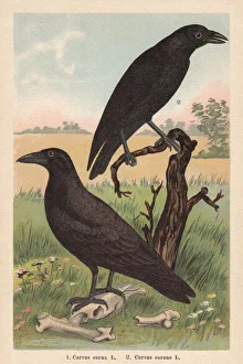 Northern raven and Carrion crow, chromolithograph, published in 1896 Northern raven and Carrion crow, chromolithograph, published in 1896
